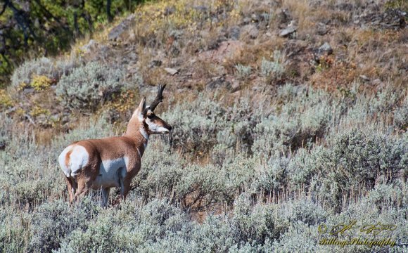 Yellowstone Antelope
