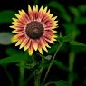 Sunflower1_11x14