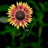 Sunflower2_11x14