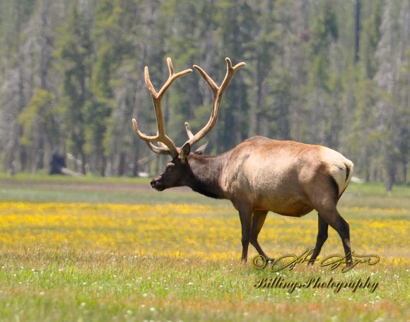 Elk - Big Bull