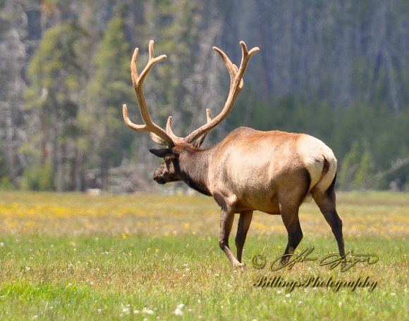Elk - Big Bull